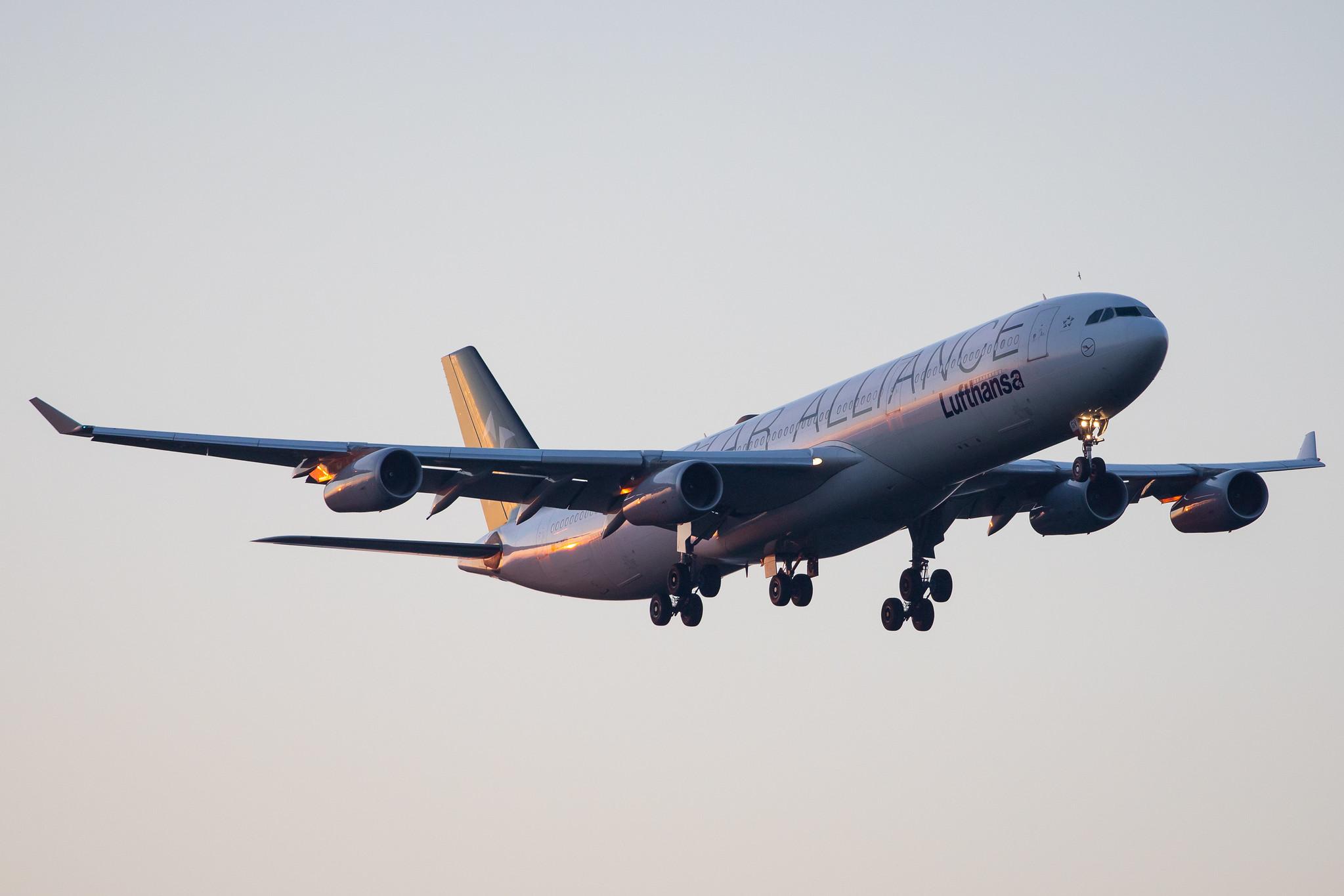 Frankfurt Airport: Lufthansa (LH / DLH) |  Livery: Star Alliance Livery |  Airbus A340-313 A343 | D-AIGV | MSN 0325