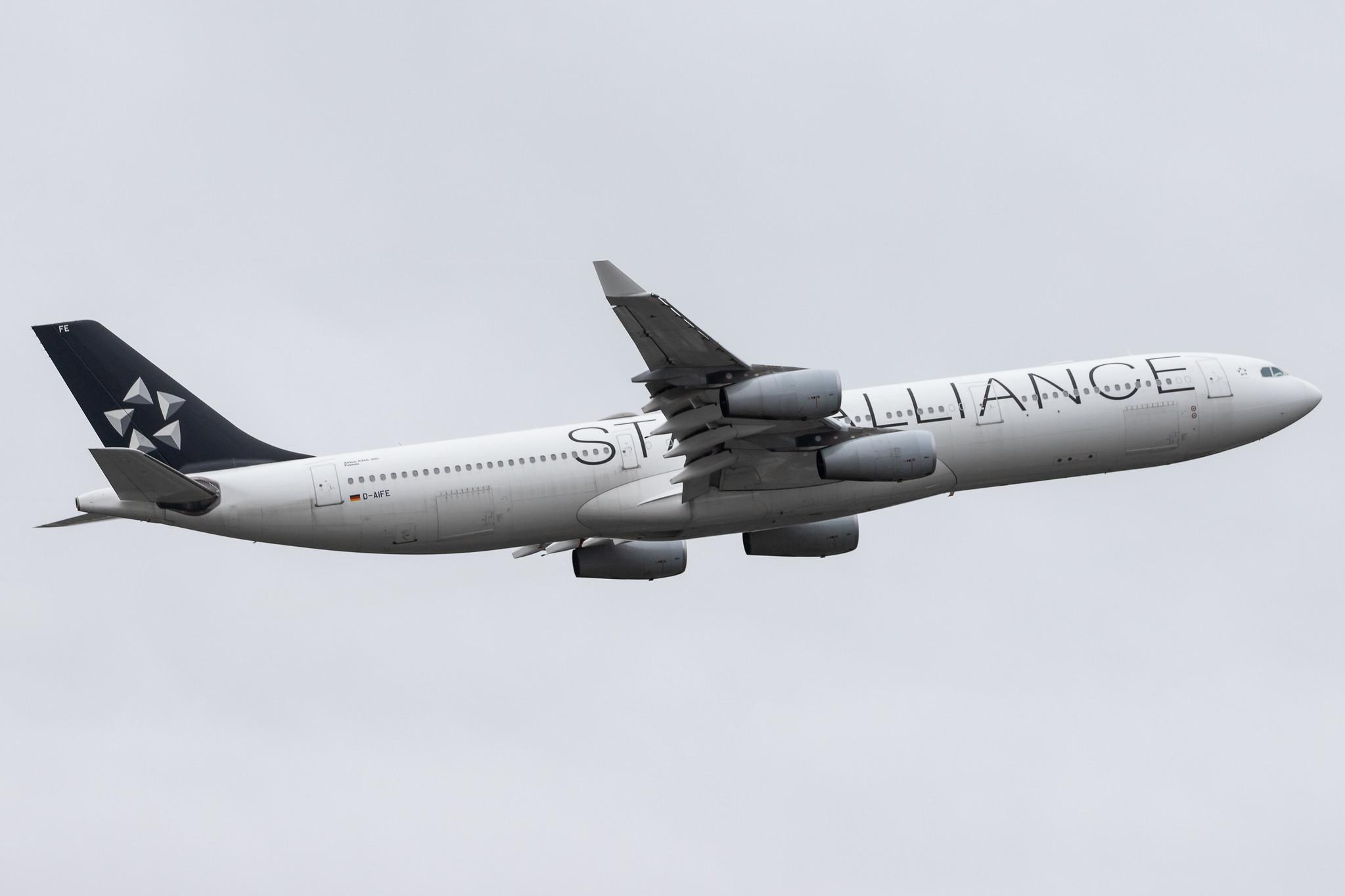 Frankfurt Airport: Lufthansa (LH / DLH) |  Livery: Star Alliance Livery |  Airbus A340-313 A343 | D-AIFE | MSN 0434