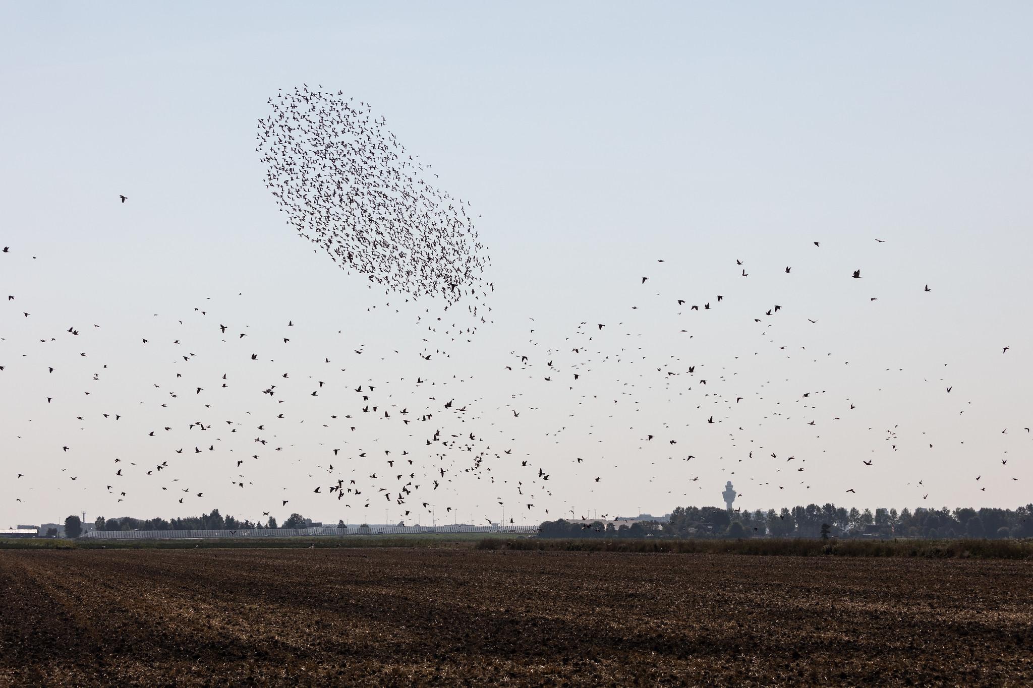 Amsterdam Schiphol: Vogelschwarm über einem Feld