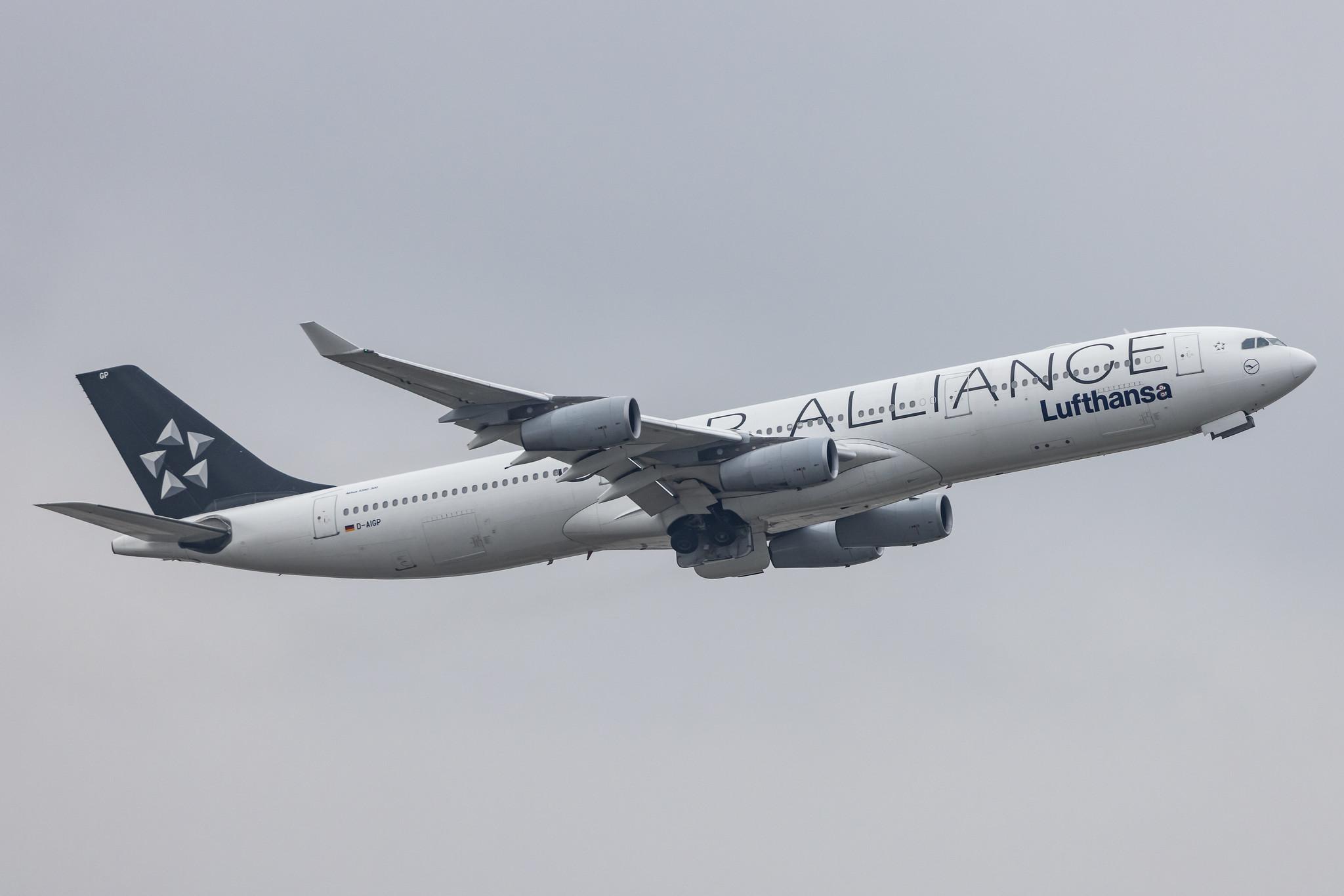 Frankfurt Airport: Lufthansa (LH / DLH) |  Livery: Star Alliance Livery |  Airbus A340-313 A343 | D-AIGP | MSN 0252