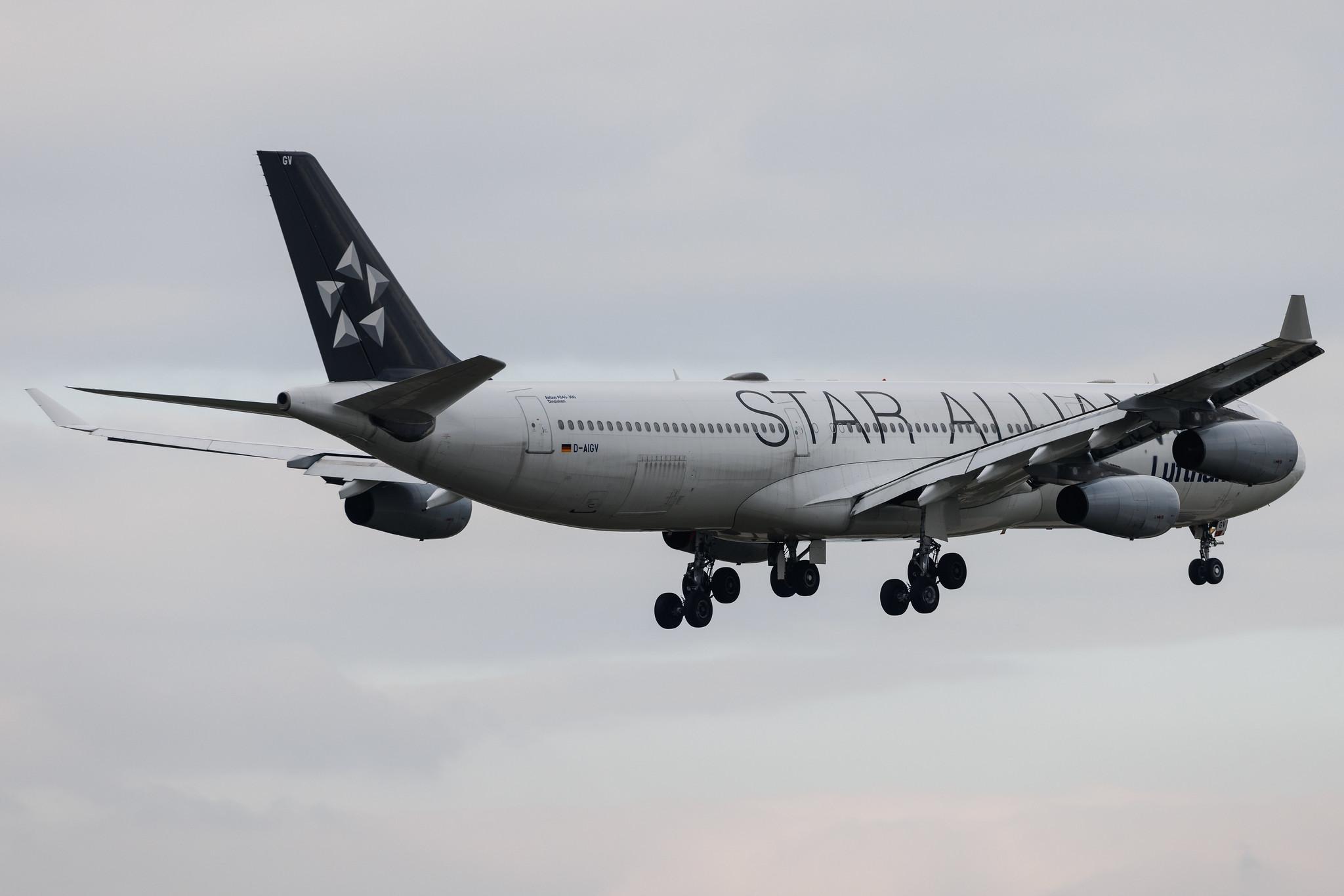 Frankfurt Airport: Lufthansa (LH / DLH) | Livery: Star Alliance Livery | Airbus A340-313 A343 | D-AIGV | MSN 0325