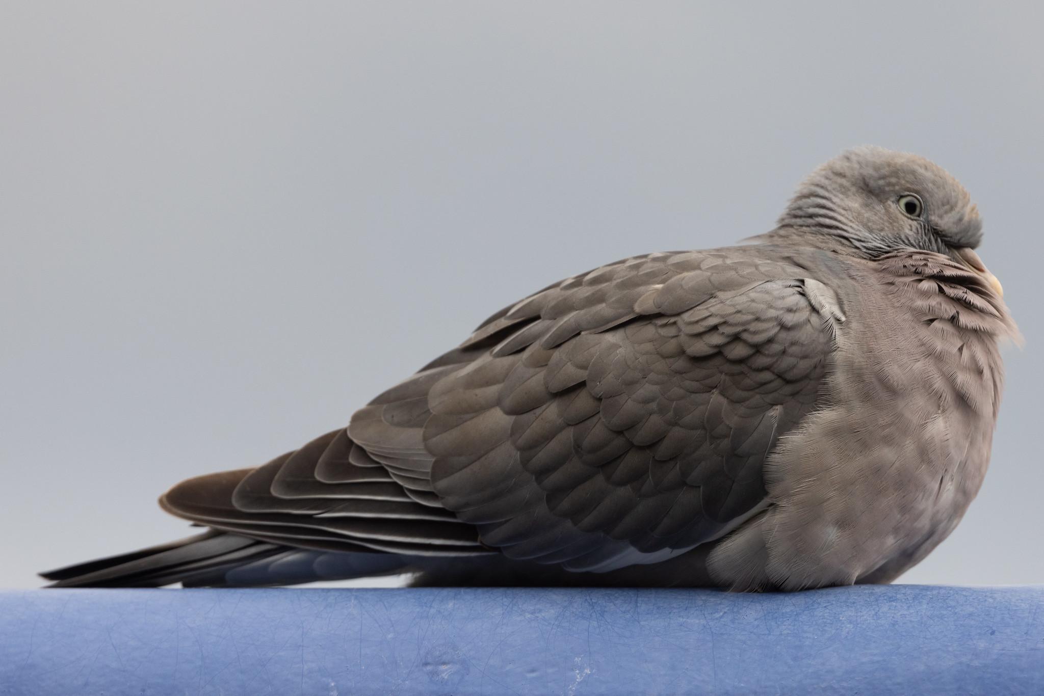 Leipzig Halle Airport: Vogel