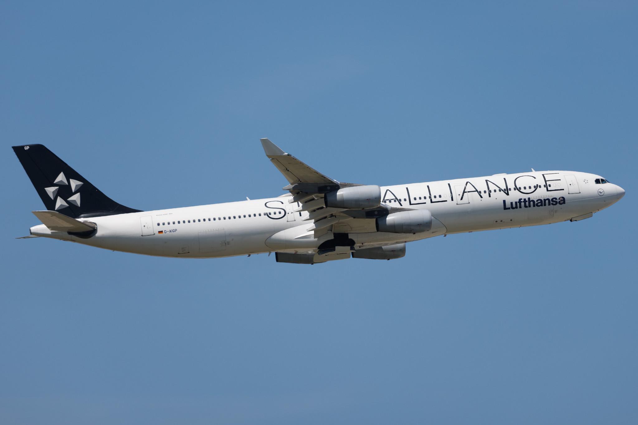 Frankfurt Airport: Lufthansa (LH / DLH) | Livery: Star Alliance Livery | Airbus A340-313 A343 | D-AIGP | MSN 0252