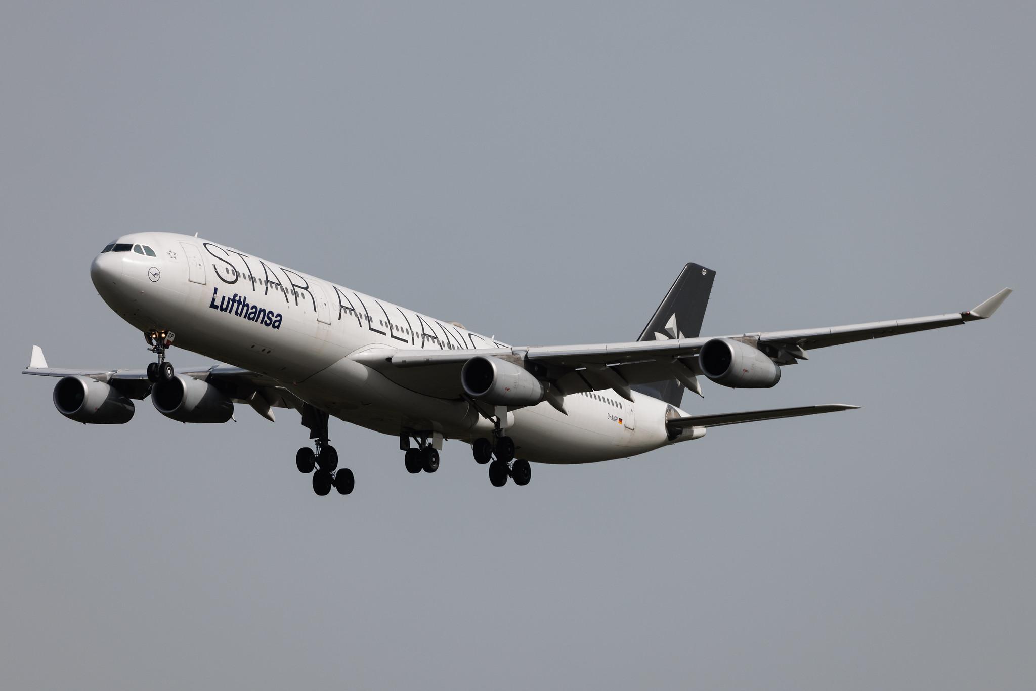 Frankfurt Airport: Lufthansa (LH / DLH) | Livery: Star Alliance Livery | Airbus A340-313 A343 | D-AIGP | MSN 0252