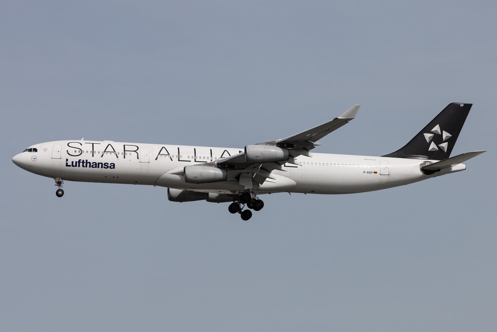 Frankfurt Airport: Lufthansa (LH / DLH) | Livery: Star Alliance Livery | Airbus A340-313 A343 | D-AIGP | MSN 0252